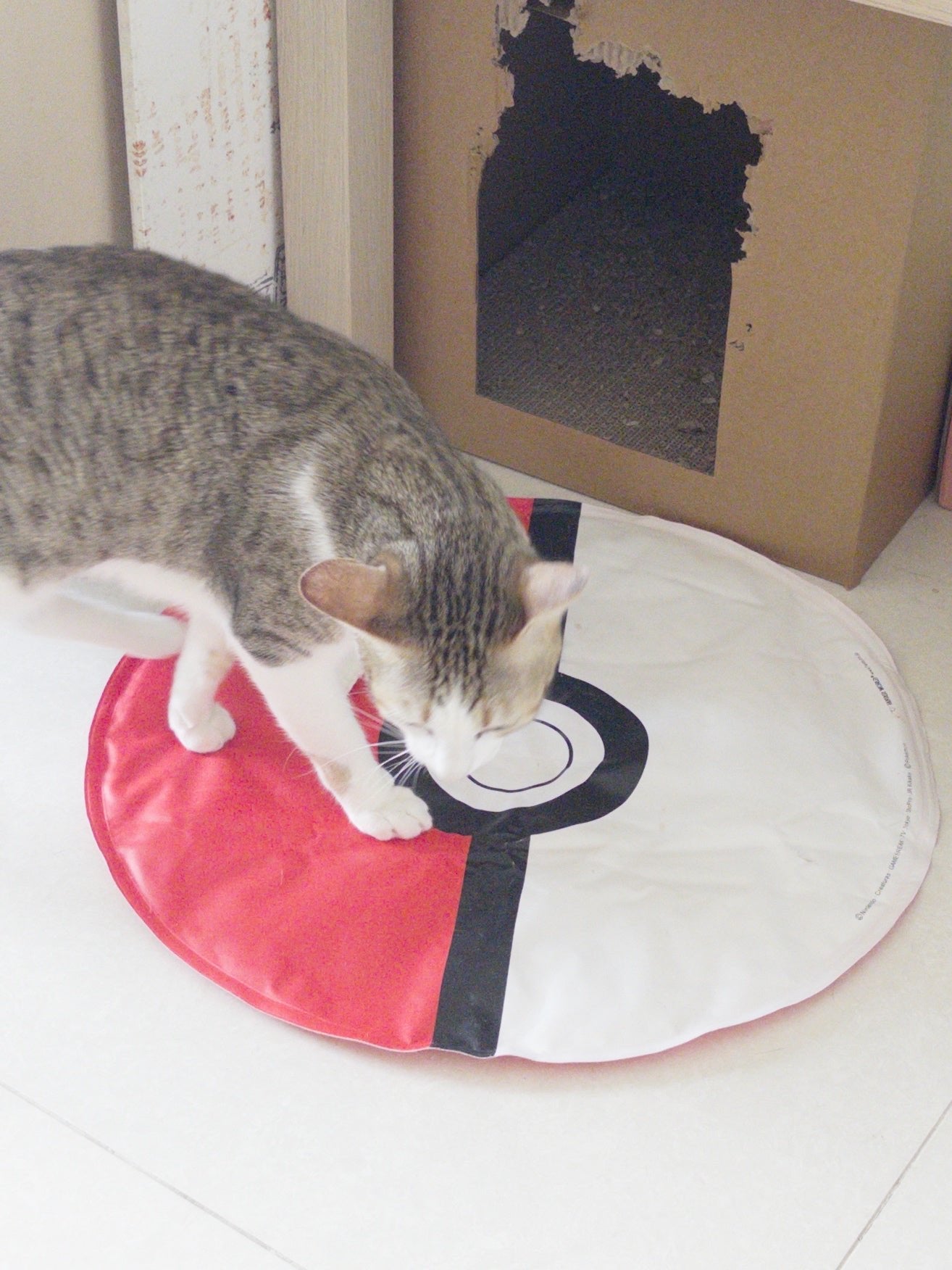 現貨|Pokemon 正版授權寵物涼感墊 - Cat Widgets