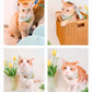 [插畫/照片客製化] 寵物巾巾/帽帽 - Cat Widgets