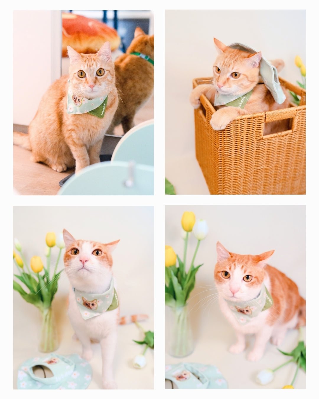 [插畫/照片客製化] 寵物巾巾/帽帽 - Cat Widgets